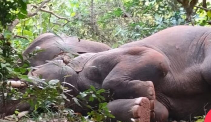 Drunk Elephant: Elephants tasted mahua after paddy, kept on drinking and then fell asleep...the concern of the forest department increased