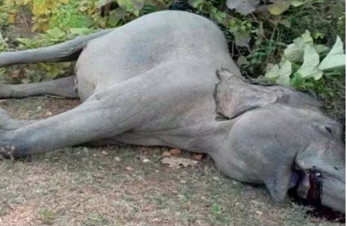 Death of Elephant: Elephant dies after coming in contact with electric wire in Raigad district