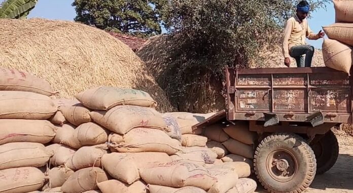Collector's Big Action: 841 sacks of illegal paddy seized without mandi license, big action on buying and selling