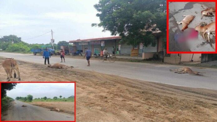Havoc of Speed: Speed crushed 9 cattle…painful death…villagers called a meeting