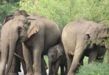 दंतैल हाथी को खदेडऩे के लिए ग्रामीणों ने की छेडख़ानी, जमकर मचाया उत्पात…