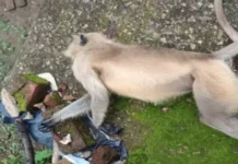 वन क्षेत्र में बंदर की हत्या: एयर गन की गोली मिलने से खुलासा, जांच जारी….