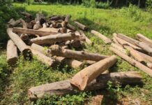 अवैध सागौन लकड़ी का बड़ा जखीरा बरामद, वन विभाग की कार्रवाई से मचा हड़कंप