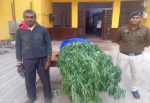 आंगन में फल-फूल नहीं, उगा रहा था 22 किलो गांजा—पुलिस की दबिश में गिरफ्तार