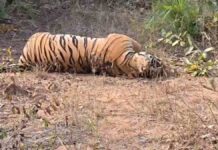 भैंसामुंडा जंगल में बाघ की रहस्यमयी मौत, वन विभाग में मचा हड़कंप