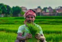 MSP पर दाल-तिलहन खरीदी को मंजूरी, छत्तीसगढ़ के किसानों को बड़ी राहत