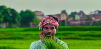 MSP पर दाल-तिलहन खरीदी को मंजूरी, छत्तीसगढ़ के किसानों को बड़ी राहत