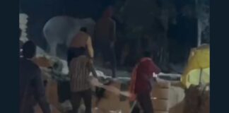 कोरबा में धान खरीदी केंद्र तक पहुंचा जंगली हाथी, कर्मचारियों में मचा हड़कंप