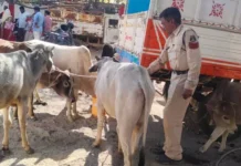 गौवंश तस्करी पर पुलिस की बड़ी कार्रवाई, तीन आरोपी गिरफ्तार