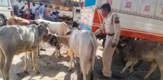 गौवंश तस्करी पर पुलिस की बड़ी कार्रवाई, तीन आरोपी गिरफ्तार