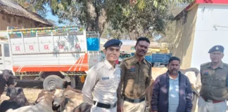 ऑपरेशन शंखनाद के तहत बड़ी कार्रवाई: 32 गौवंश छुड़ाए, मवेशी तस्कर गिरफ्तार