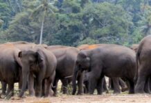 हाथियों के हमले से गांव में दहशत, घर उजड़े—ग्रामीण और पत्रकार पूरी रात फंसे रहे