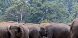 हाथियों के हमले से गांव में दहशत, घर उजड़े—ग्रामीण और पत्रकार पूरी रात फंसे रहे