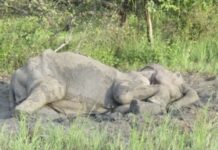 रायगढ़ वन मंडल में हड़कंप, तमनार में शावक की मौत से सवाल खड़े