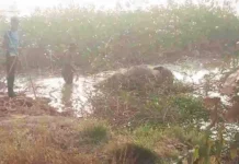 जंगल में दो शावक हाथियों की संदिग्ध मौत से हड़कंप