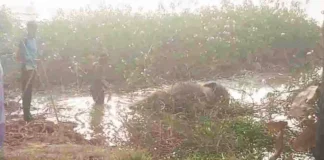 जंगल में दो शावक हाथियों की संदिग्ध मौत से हड़कंप