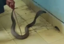 पुलिस लाइन दफ्तर में निकला 4 फीट का कोबरा, अलमारी के पीछे बैठा मिला, रेस्क्यू कर जंगल में छोड़ा