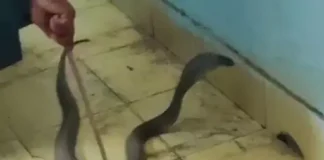 पुलिस लाइन दफ्तर में निकला 4 फीट का कोबरा, अलमारी के पीछे बैठा मिला, रेस्क्यू कर जंगल में छोड़ा