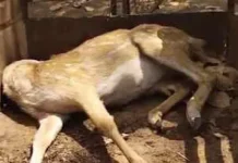 वन में बड़ा खुलासा: कुत्तों के हमले से 15 हिरणों की मौत, मामले को दबाने की कोशिश