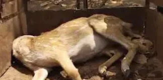 वन में बड़ा खुलासा: कुत्तों के हमले से 15 हिरणों की मौत, मामले को दबाने की कोशिश