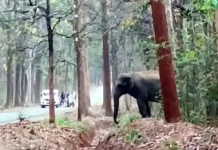 हाथियों का मूवमेंट: सड़क पर रुका यातायात, 6 किसानों की फसल चौपट