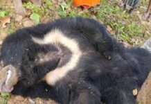 लाइन की चपेट में आया जंगली भालू, करंट लगने से मौत, विभागों पर उठे सवाल