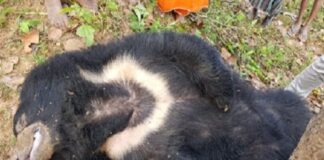लाइन की चपेट में आया जंगली भालू, करंट लगने से मौत, विभागों पर उठे सवाल