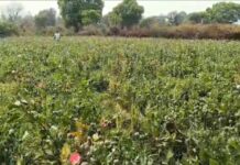 रायगढ़ में फिर पकड़ी गई अवैध अफीम खेती, एक हफ्ते में दूसरा खुलासा