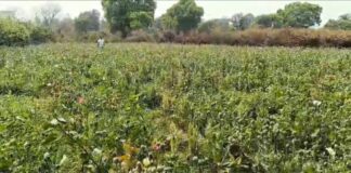 रायगढ़ में फिर पकड़ी गई अवैध अफीम खेती, एक हफ्ते में दूसरा खुलासा