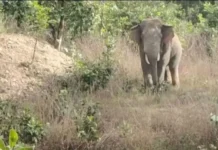 कोरबा में दर्दनाक हादसा: उपार्जन केंद्र के फड़ प्रभारी को हाथी ने कुचला, CCTV में कैद हुआ हमला