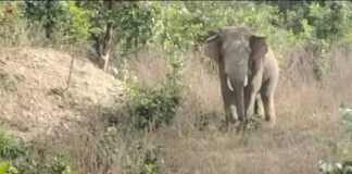 कोरबा में दर्दनाक हादसा: उपार्जन केंद्र के फड़ प्रभारी को हाथी ने कुचला, CCTV में कैद हुआ हमला