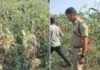 भाजपा नेता के खेत में अफीम की खेती का आरोप, पुलिस ने शुरू की जांच