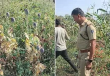 भाजपा नेता के खेत में अफीम की खेती का आरोप, पुलिस ने शुरू की जांच