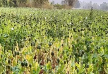 दुर्ग के बाद बलरामपुर में अफीम की अवैध खेती का खुलासा कुसमी क्षेत्र में 5 एकड़ में लहलहाती फसल जब्त, पुलिस-प्रशासन ने शुरू की बड़ी कार्रवाई