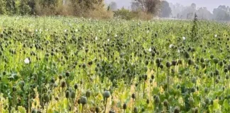 दुर्ग के बाद बलरामपुर में अफीम की अवैध खेती का खुलासा कुसमी क्षेत्र में 5 एकड़ में लहलहाती फसल जब्त, पुलिस-प्रशासन ने शुरू की बड़ी कार्रवाई