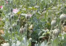 डेढ़ एकड़ में अफीम की अवैध खेती पकड़ी, पुलिस ने फसल नष्ट कर कसा शिकंजा