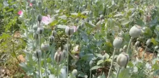 डेढ़ एकड़ में अफीम की अवैध खेती पकड़ी, पुलिस ने फसल नष्ट कर कसा शिकंजा