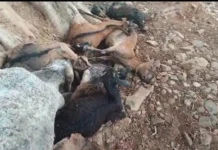 गिरी गाज, 17 मवेशियों ने तोड़ा दम, पशुपालकों में मायूसी