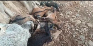 गिरी गाज, 17 मवेशियों ने तोड़ा दम, पशुपालकों में मायूसी