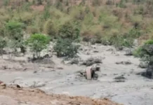 झाबू राखड़ डैम बना मौत का गड्ढा: हफ्ते में दूसरी बार टूटा बांध, JCB ऑपरेटर की मौत; शंकर इंजीनियरिंग पर गंभीर आरोप