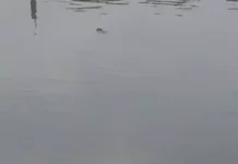 कोरबा: तालाब में मिला खदान कर्मचारी का शव, इलाके में फैली सनसनी