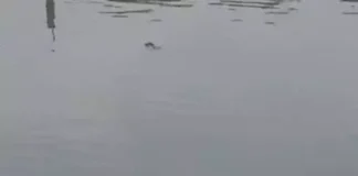 कोरबा: तालाब में मिला खदान कर्मचारी का शव, इलाके में फैली सनसनी