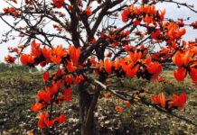 जंगल की आग जैसा लाल … पर जंगलवासियों की जिंदगी में उजियारा भरने वाला- पलाश का फूल