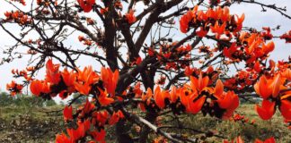 जंगल की आग जैसा लाल … पर जंगलवासियों की जिंदगी में उजियारा भरने वाला- पलाश का फूल