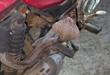 कोरबा में बाइक की सीट के नीचे निकला 6 फीट लंबा कोबरा, रेस्क्यू टीम ने सुरक्षित पकड़ा