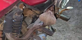 कोरबा में बाइक की सीट के नीचे निकला 6 फीट लंबा कोबरा, रेस्क्यू टीम ने सुरक्षित पकड़ा