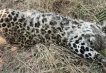 CG BREAKING: मृत मिला तेंदुआ, वन विभाग जांच में जुटा