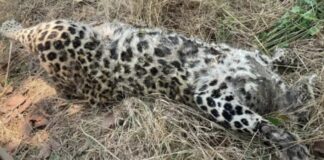 CG BREAKING: मृत मिला तेंदुआ, वन विभाग जांच में जुटा