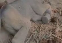 हाथी शावक की मौत, वन विभाग जांच में जुटा