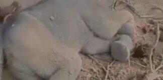 हाथी शावक की मौत, वन विभाग जांच में जुटा